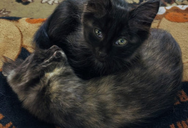 КОТЯТА ИЩУТ ДОМ