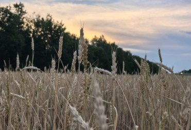 В Саратовской области предложили давать бесплатные участки в селах ИТ-специалистам