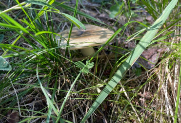 Вслед за Красной книгой РФ в Саратовской области предложили защитить еще одну категорию редких объектов