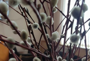 БАЛАШОВСКАЯ ПРАВДА И БАЛТВ ПОЗДРАВЛЯЮТ БАЛАШОВЦЕВ С ВЕРБНЫМ ВОСКРЕСЕНЬЕМ