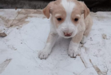 МАЛЕНЬКИЕ ДЕВОЧКИ ИЩУТ ХОЗЯИНА