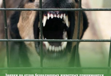 ПЛАНОВЫЙ ОТЛОВ БЕЗНАДЗОРНЫХ ЖИВОТНЫХ