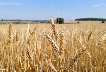 Управление Россельхознадзора о правилах и ошибках при декларировании зерна