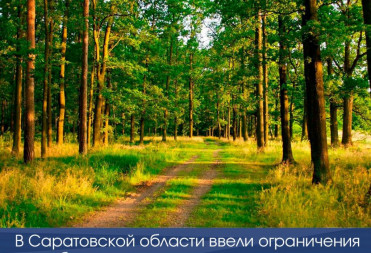 В Саратовской области ввели ограничения на пребывание граждан в лесах