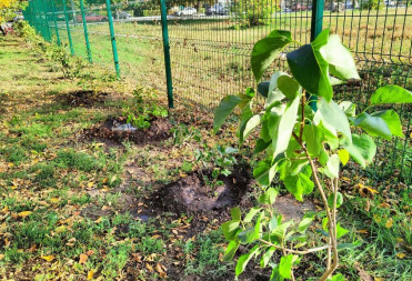 Сиреневая аллея в честь Великой Победы