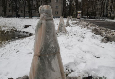 В БАЛАШОВЕ В ВОЕННОМ ГОРОДКЕ ЗЛОУМЫШЛЕННИКИ РАЗДЕЛИ ДЕРЕВО ЖИЗНИ